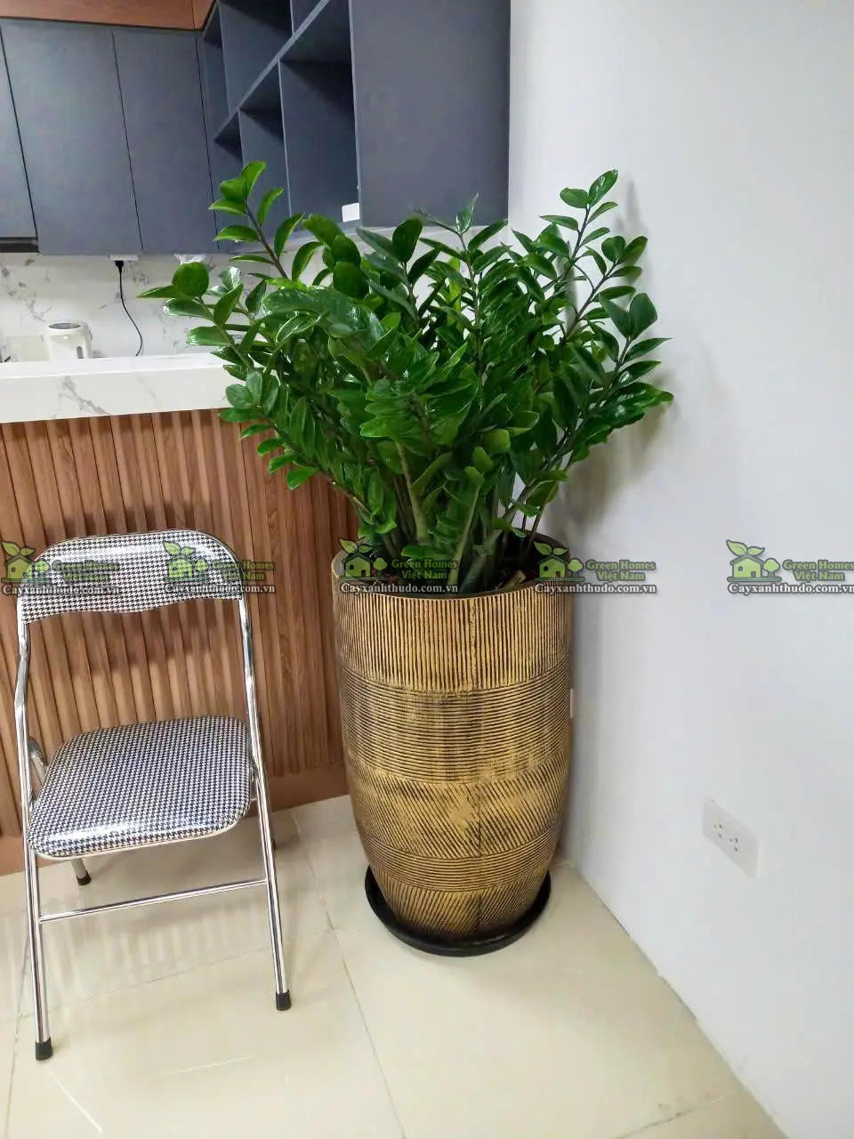 Green Homes chăm sóc trọn gói cây kim tiền đặt sàn cho khách thuê cây cảnh tại Quận Nam Từ Liêm